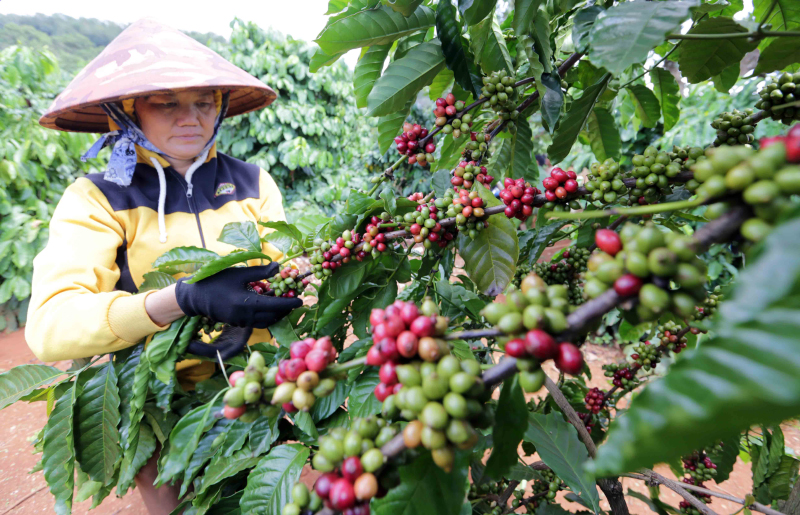 1er trimestre bond des ventes de café du Vietnam